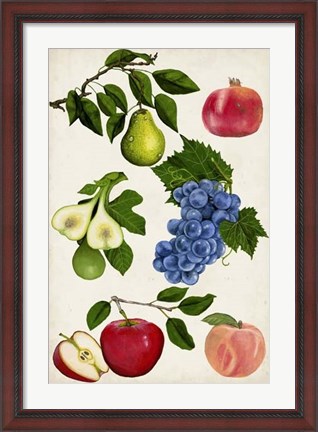 Framed Fruit Collection I Print