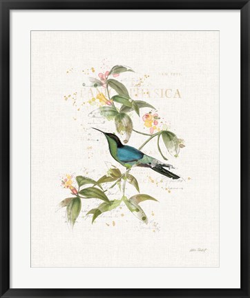 Framed Colorful Hummingbirds IV Print