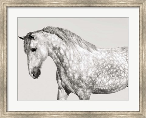 Framed Leia, Andalusian Pony Print