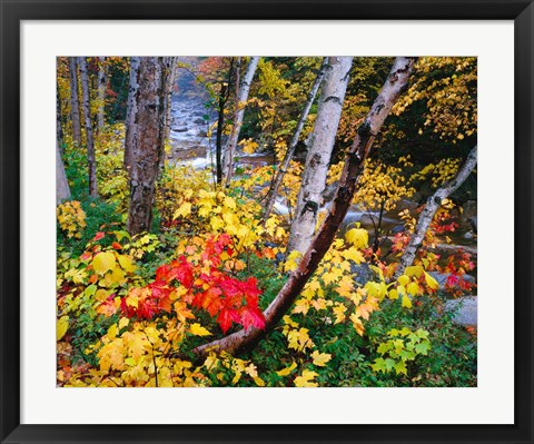 Framed New Hampshire, White Mountains National Forest Print
