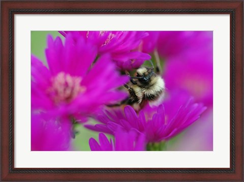 Framed Bumble bee on aster, New Hampshire Print