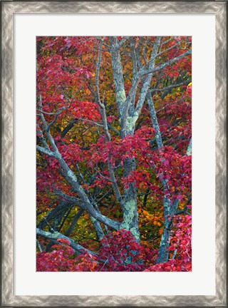 Framed Franconia Notch State Park, White Mountains, New Hampshire Print