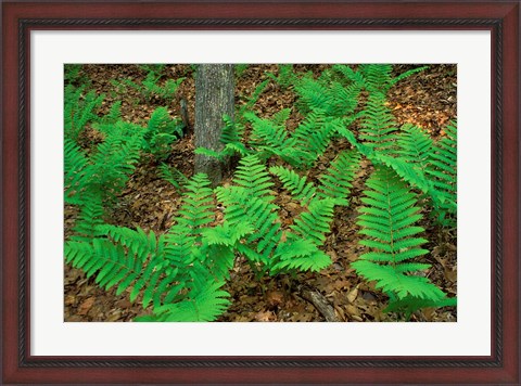 Framed Ferns Next to Woodman Brook, Tributary of the Lamprey River, New Hampshire Print