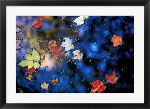 Framed Leaves in a Pond Next to Kilburn Loop Trail, Pisgah State Park, New Hampshire Print