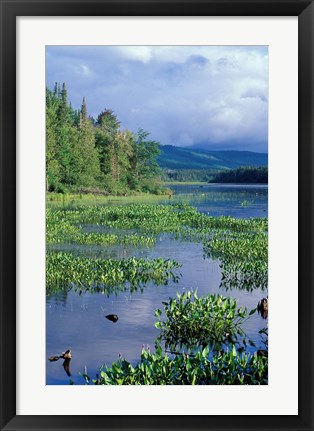 Framed Pickerel Weed, Pontook Reservoir, Androscoggin River, New Hampshire Print