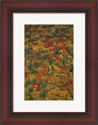 Framed Fall Foliage on the Slopes of Mt Lafayette, White Mountains, New Hampshire Print