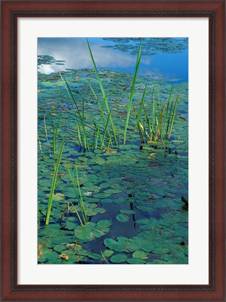 Framed Water Lilies, New Hampshire Print