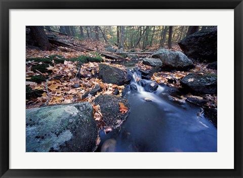 Framed Great Brook Trail in Late Fall, New Hampshire Print
