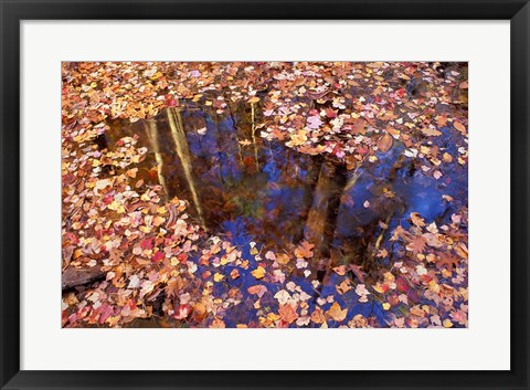 Framed Fall Leaves and Reflections, Nature Conservancy Land Along Crommett Creek, New Hampshire Print