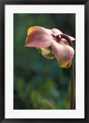 Framed Flowering Pitcher Plant in a Bog, Cherry Pond, Jefferson, New Hampshire Print