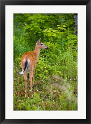 Framed Whitetail deer, Pittsburg, New Hampshire Print