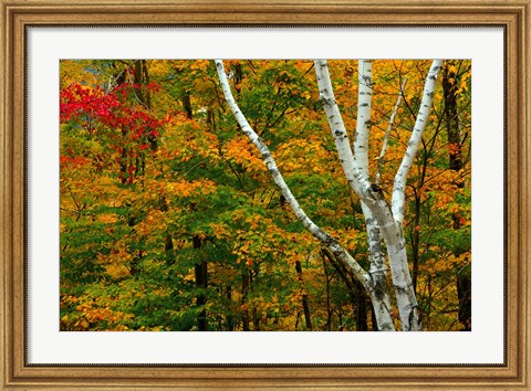 Framed Autumn at Ripley Falls Trail, Crawford Notch SP, New Hampshire Print