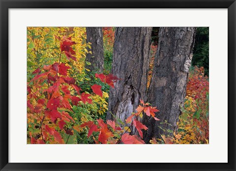 Framed Yellow Birch Tree Trunks and Fall Foliage, White Mountain National Forest, New Hampshire Print