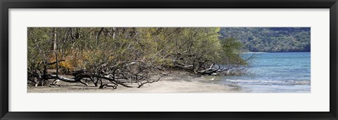 Framed View of Trees on the Beach, Liberia, Guanacaste, Costa Rica Print