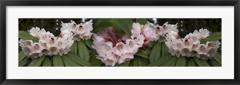 Framed Close-Up of Rhododendron Flowers Print