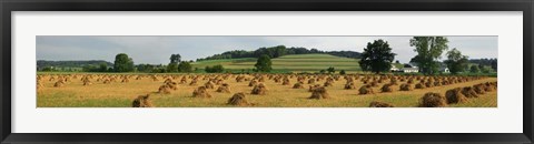 Framed Corn shocks, Amish Country, Ohio Print