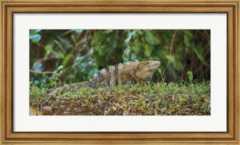 Framed Iguana, Costa Rica Print