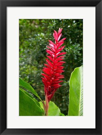 Framed Red Ginger Flower (Alpinia purpurata), Fiji Print