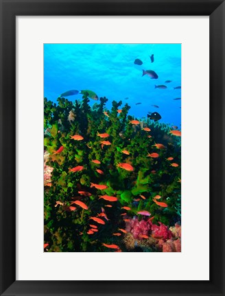 Framed Fairy Basslet fish in Clear Blue Waters, Viti Levu, Fiji Print