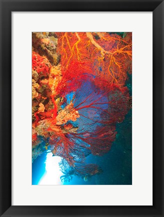 Framed Gorgonian Sea Fan, Marine life, Fiji Print