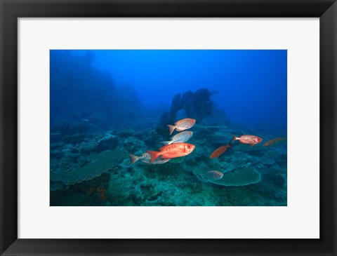 Framed Bigeye Fish near Beqa Island, Viti Levu, Fiji Print