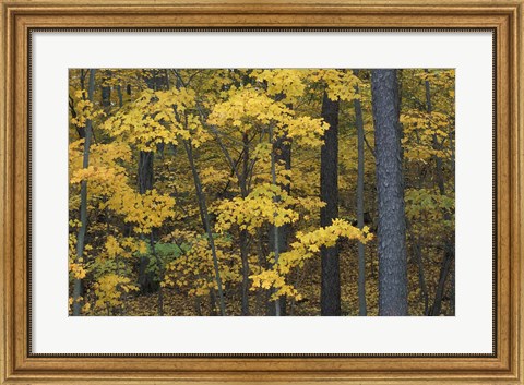 Framed Sugar Maples and Black Cherry in Litchfield Hills, Kent, Connecticut Print
