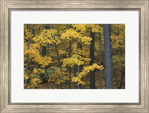 Framed Sugar Maples and Black Cherry in Litchfield Hills, Kent, Connecticut Print