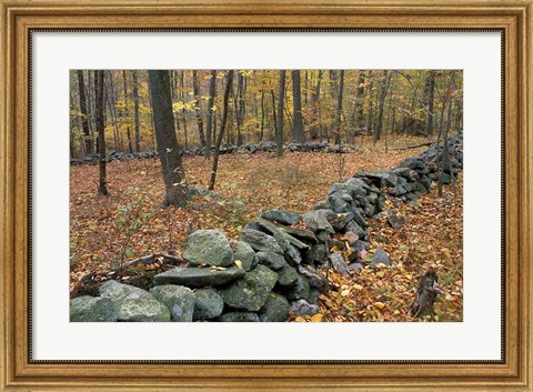 Framed Oak-Hickory Forest in Litchfield Hills, Kent, Connecticut Print