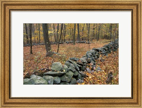 Framed Oak-Hickory Forest in Litchfield Hills, Kent, Connecticut Print