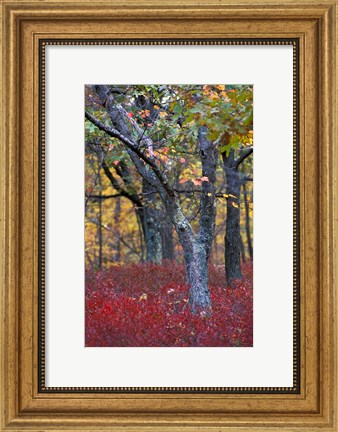 Framed Blueberries in Oak-Hickory Forest in Litchfield Hills, Kent, Connecticut Print