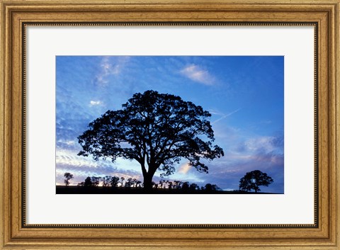 Framed Oak Trees at Sunset on Twin Oaks Farm, Connecticut Print