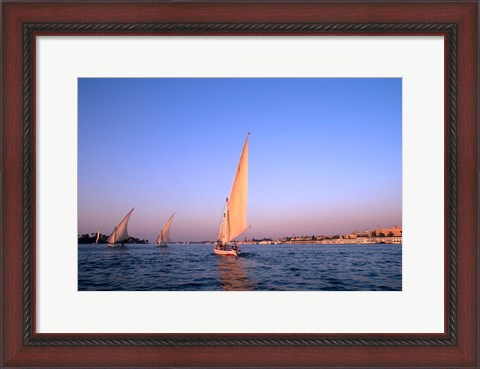 Framed Beautiful Sailboats Riding Along the Nile River, Cairo, Egypt Print