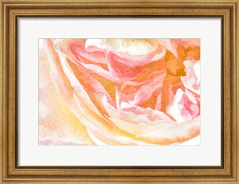 Framed Close-up Rose Print