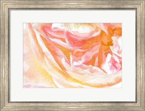 Framed Close-up Rose Print