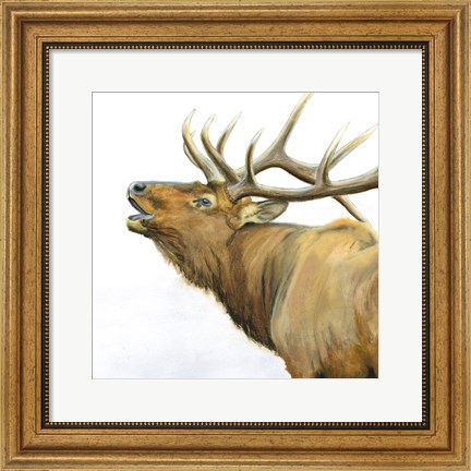 Framed Majestic Elk Brown Crop Print