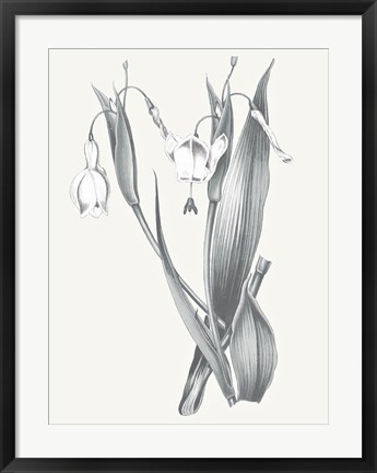Framed Neutral Botanical II Print