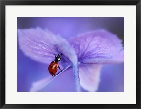 Framed Ladybird On Purple Hydrangea Print