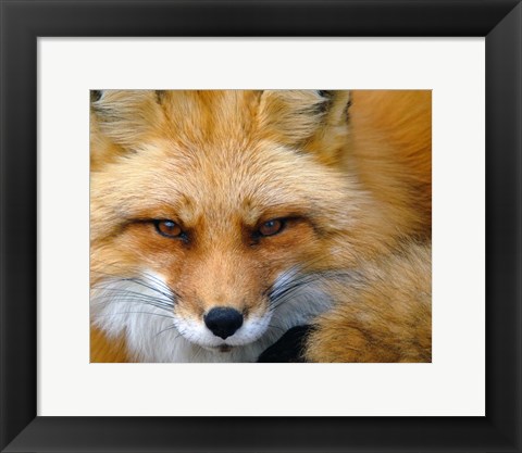 Framed Foxy Lady Print