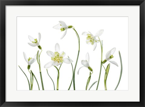 Framed Spring Snowdrops Print