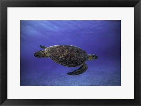 Framed Green Turtle In The Blue Print