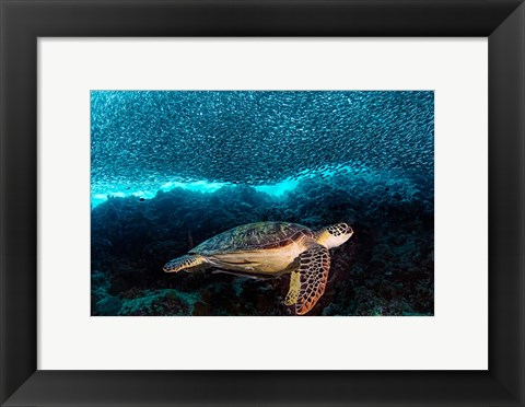 Framed Turtle And Sardines Print
