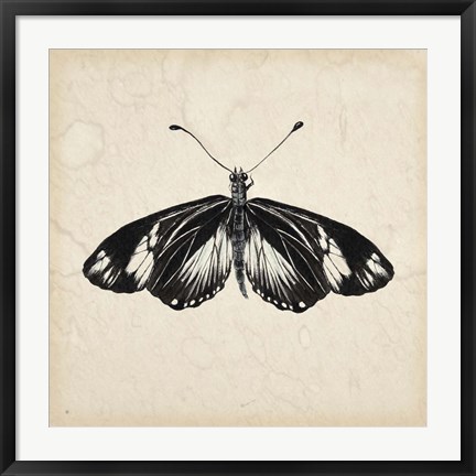 Framed Butterfly Study VI Print
