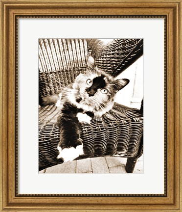 Framed Kitty IV Print