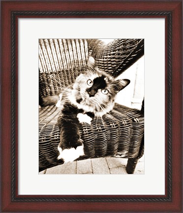Framed Kitty IV Print