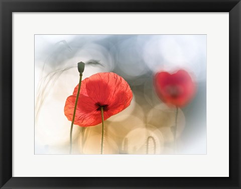 Framed Morning Poppies Print