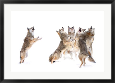 Framed Choir - Coyotes Print