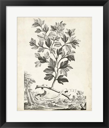 Framed Scenic Botanical V Print
