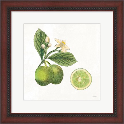Framed Classic Citrus III Print