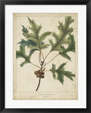 Framed Oak Leaves &amp; Acorns IV Print