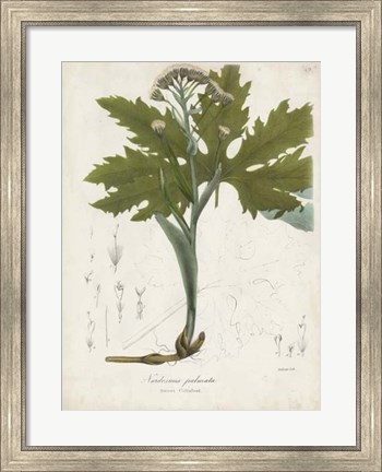 Framed Flowering Flora III Print